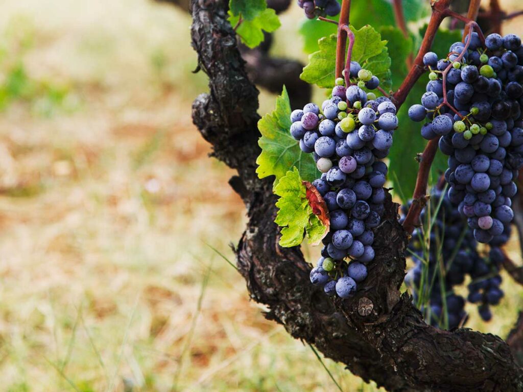 vins de loire